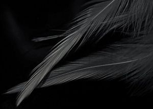 Pictures of feathers - fashion decor inspiration - feather.jpg